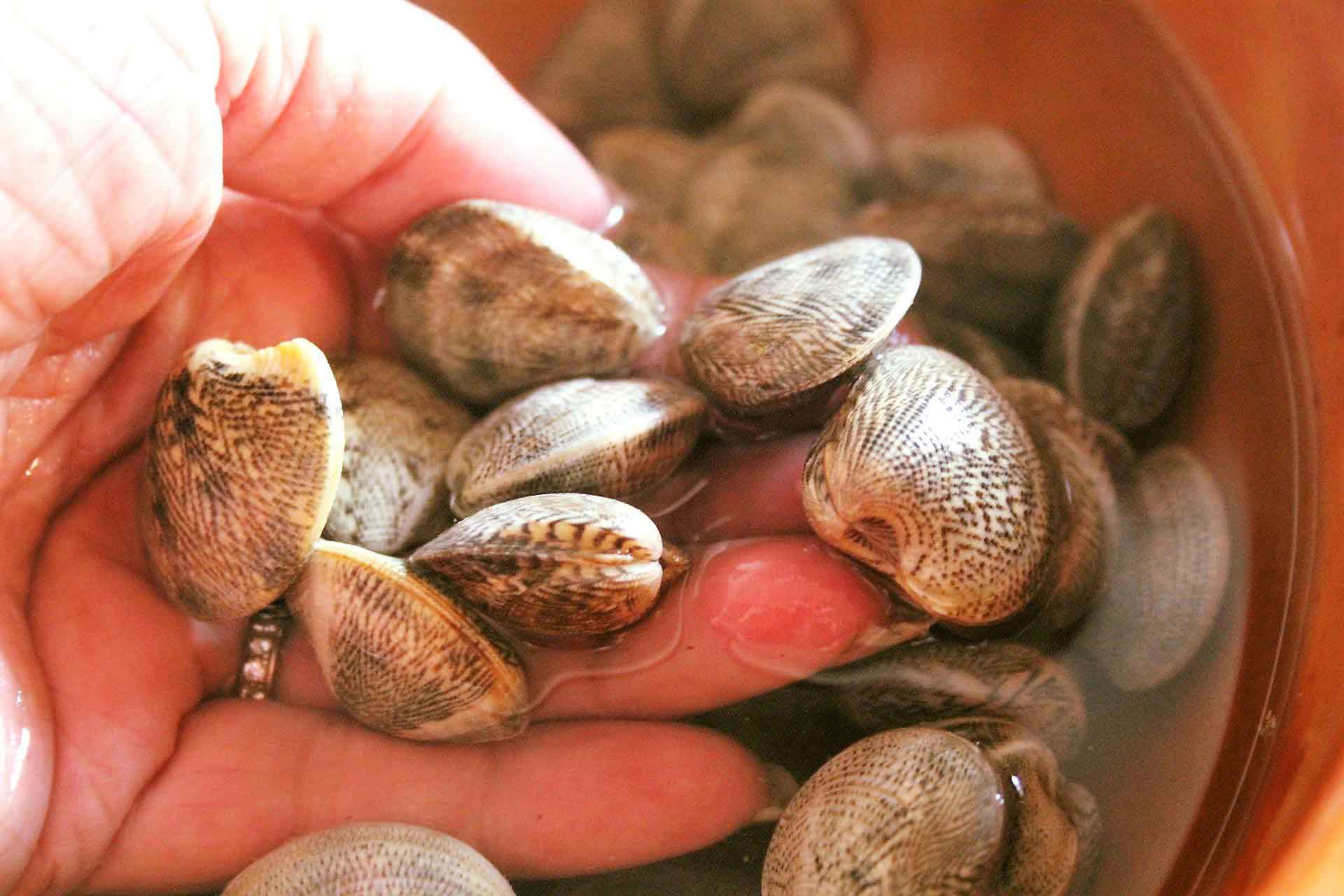 spaghetti alle vongole lupini