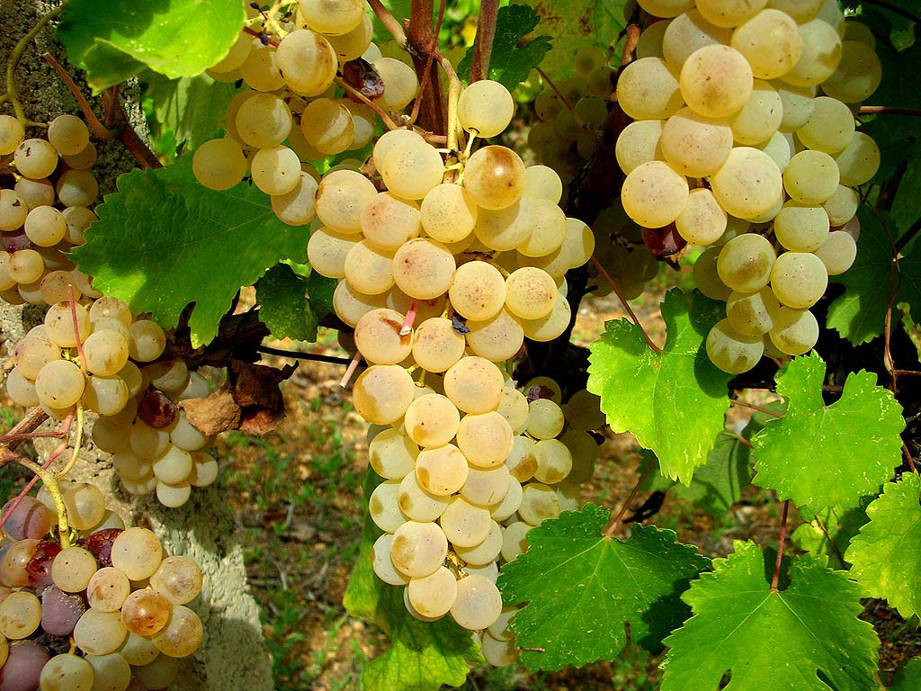 vermentino