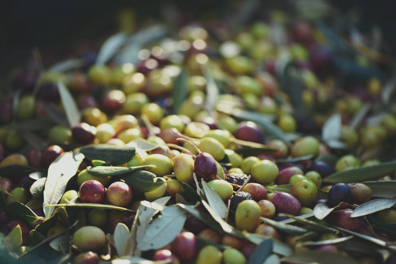 Olive per olio evo