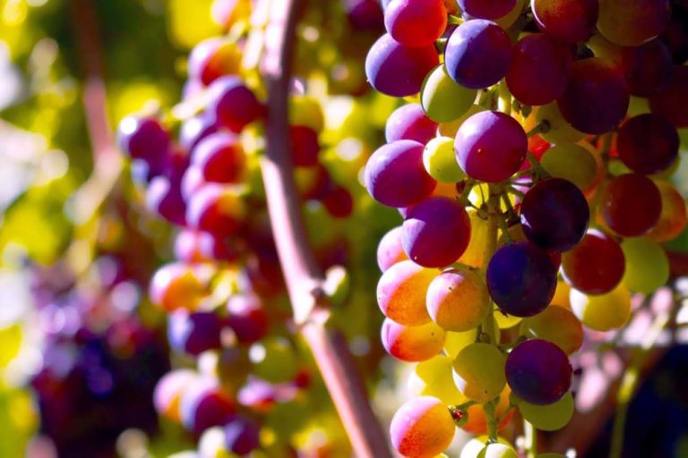 10 vini naturali che mi hanno convinto dell&#8217;esistenza della categoria