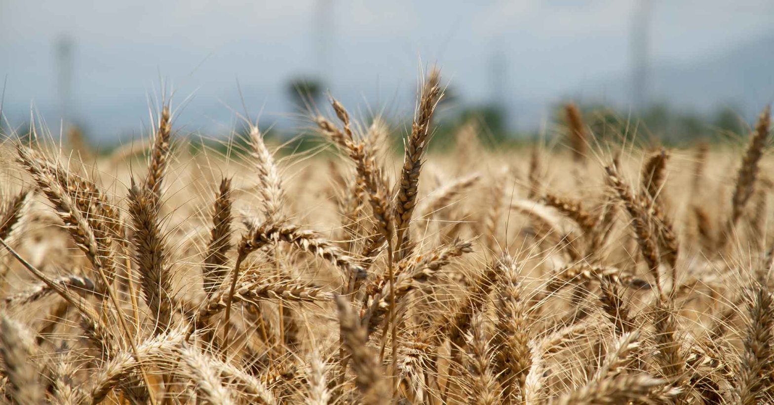 Grano italiano