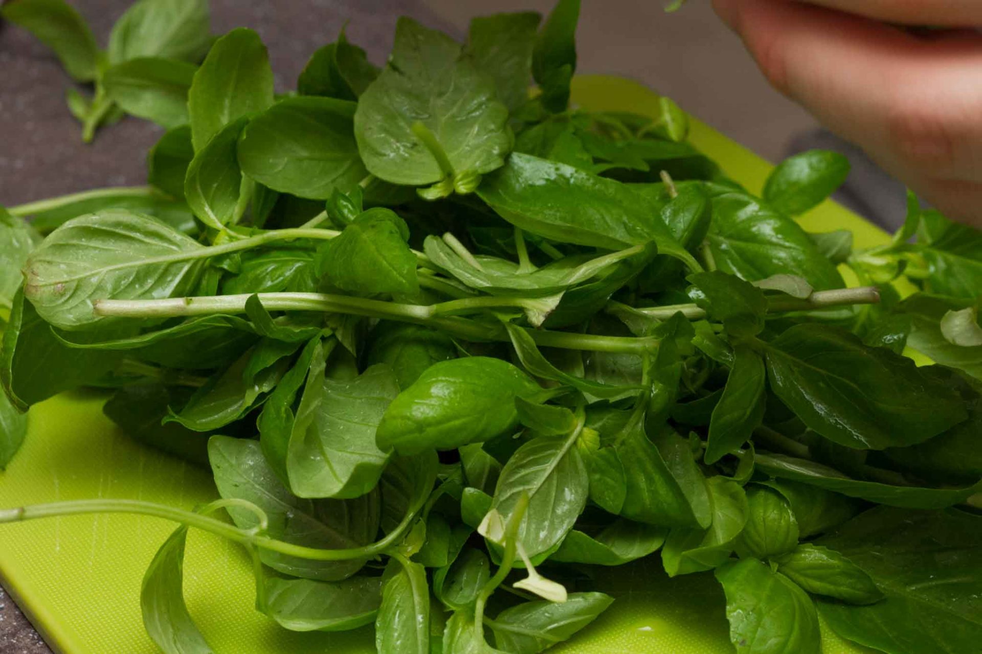 The Reign of Basil Pesto SUGHINO