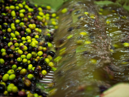 Olio extravergine d’oliva lavaggio olive