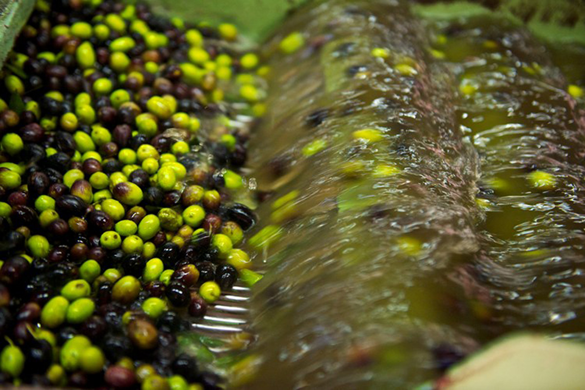 Olio extravergine d’oliva lavaggio olive