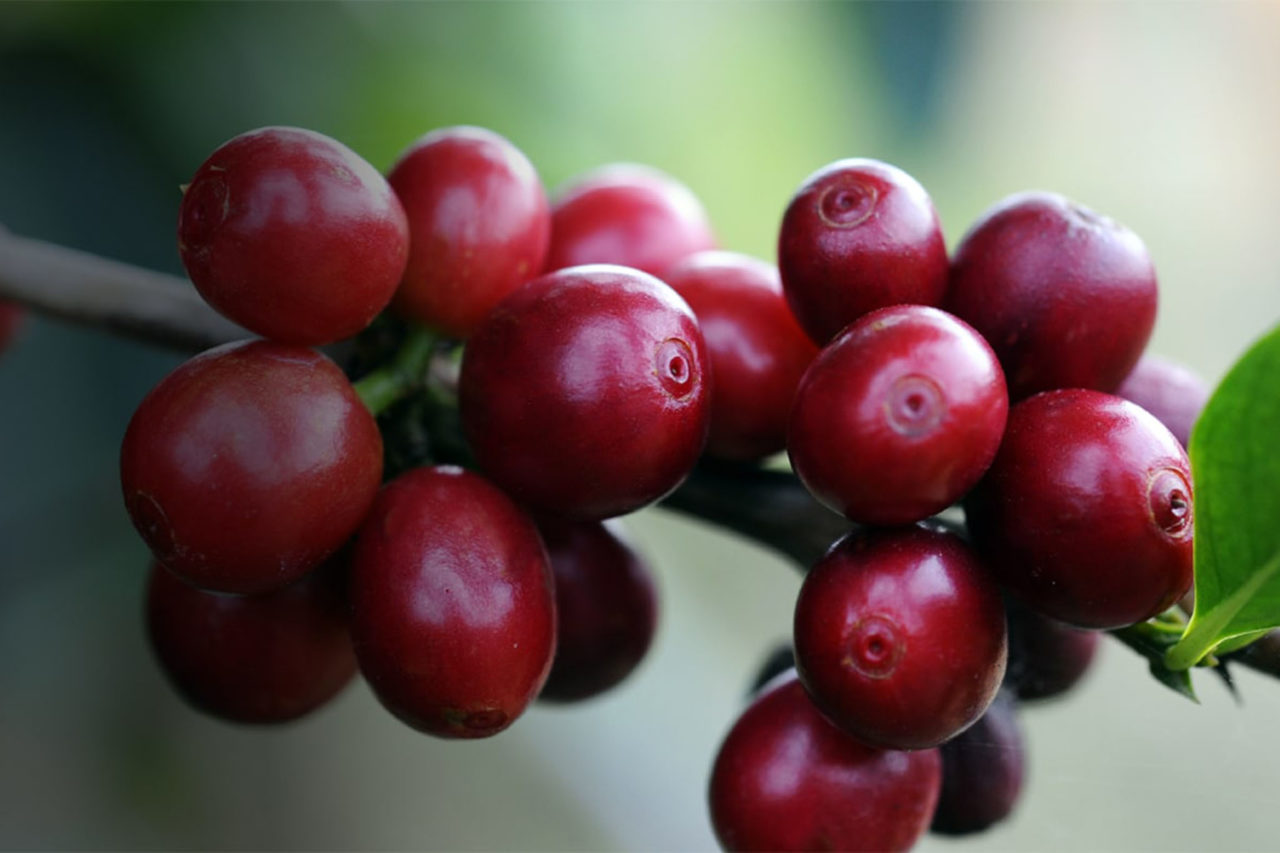 pianta di caffè ciliegie