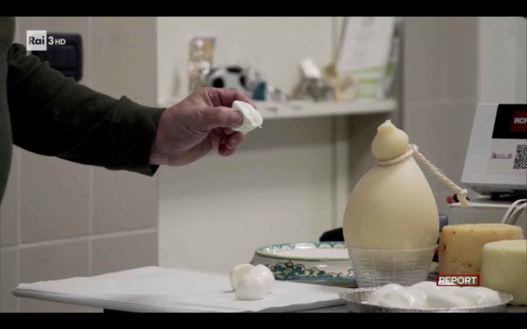 Report. La goccia di latte che fa traboccare il vaso della mozzarella in Molise