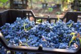 vinitaly 2021 2022