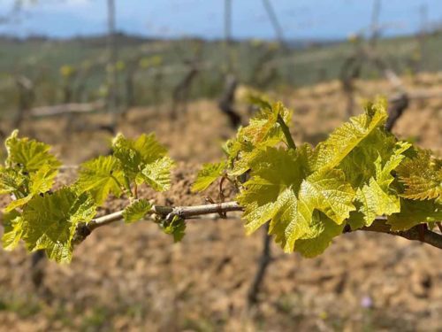 vite vini naturali
