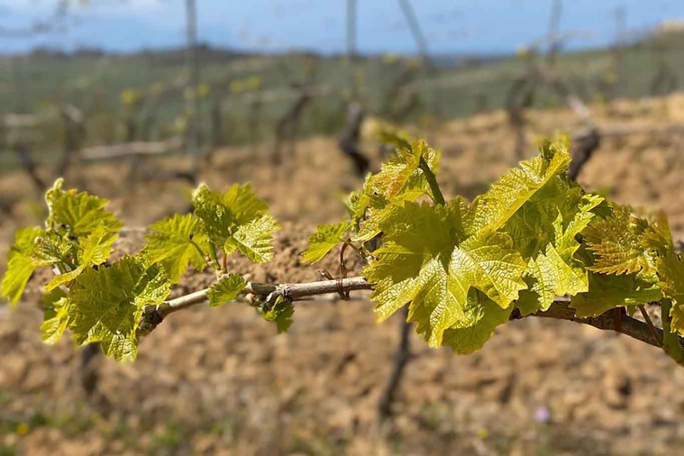 vite vini naturali