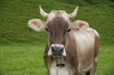mucca