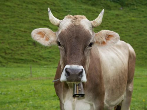 mucca