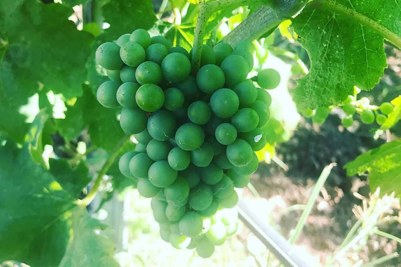 uva per vino