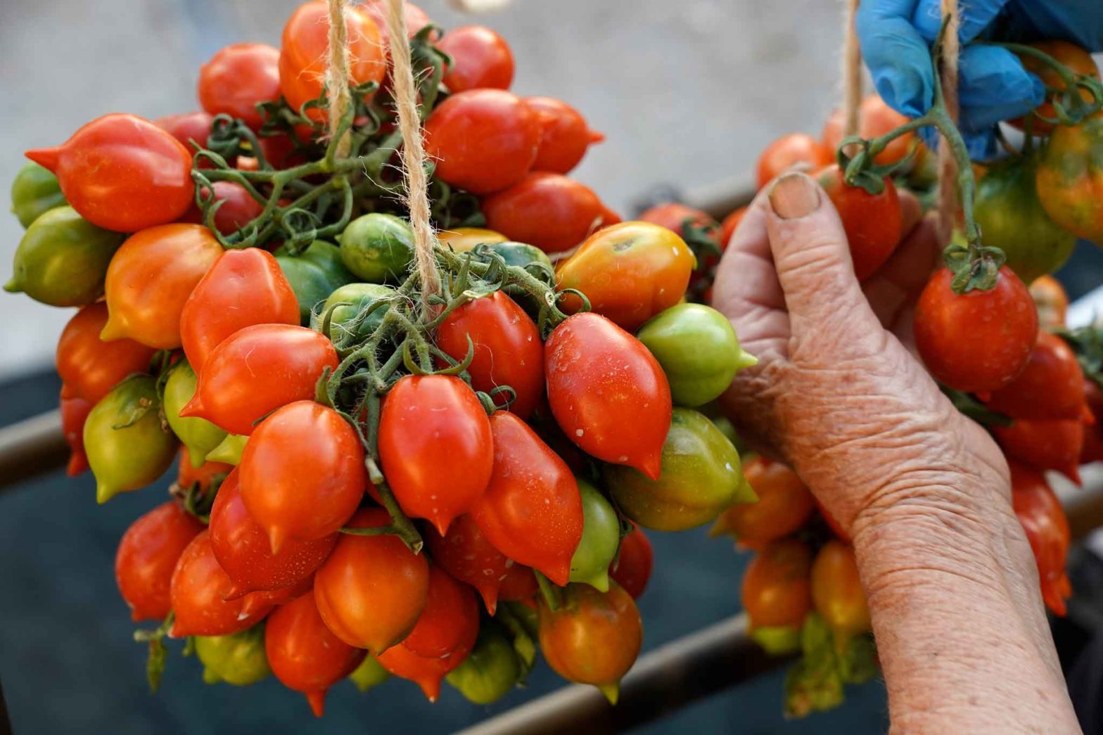 pomodorino del piennolo del Vesuvio preparazione schiocca