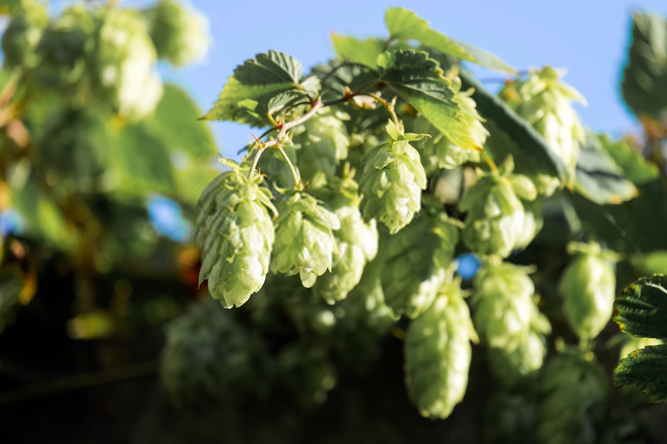 capacità cognitive birra