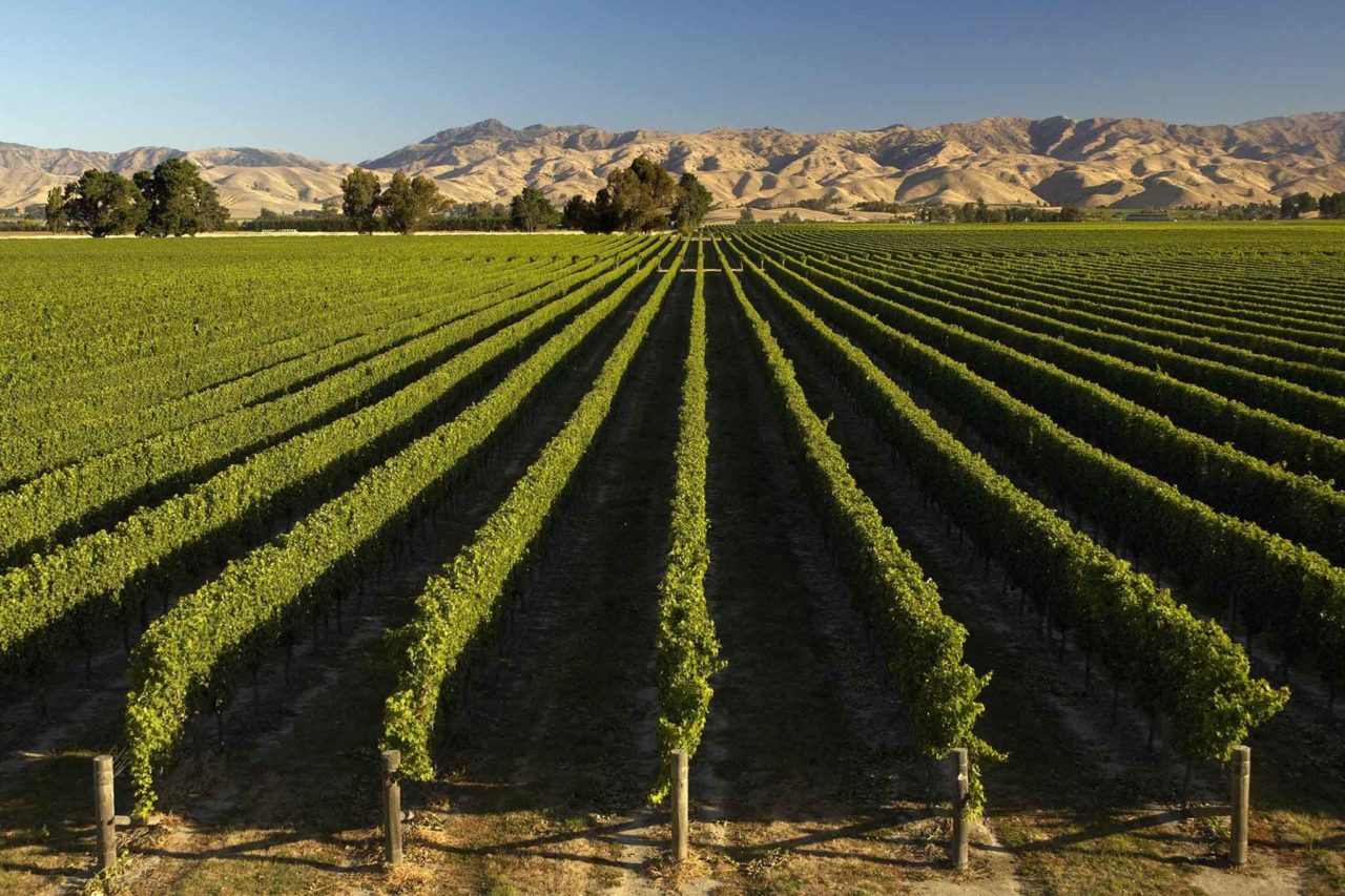 viñedos rkatsisteli en Georgia para producir vino de naranja