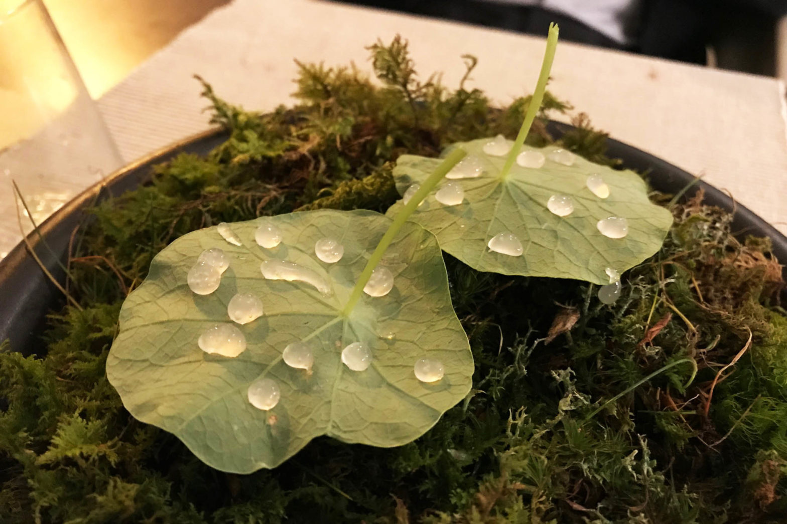 wild food Radici rabarbaro verde gocce su foglie di nasturzio