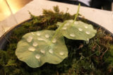 wild food Radici rabarbaro verde gocce su foglie di nasturzio