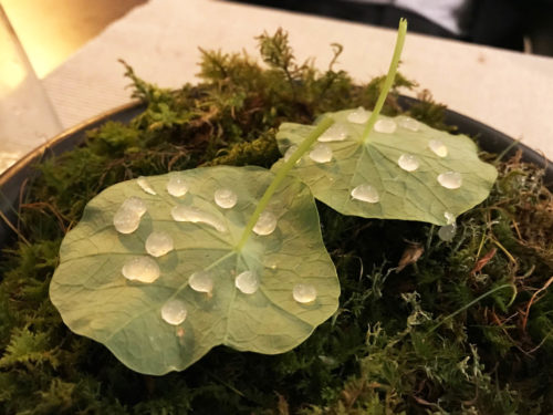 wild food Radici rabarbaro verde gocce su foglie di nasturzio