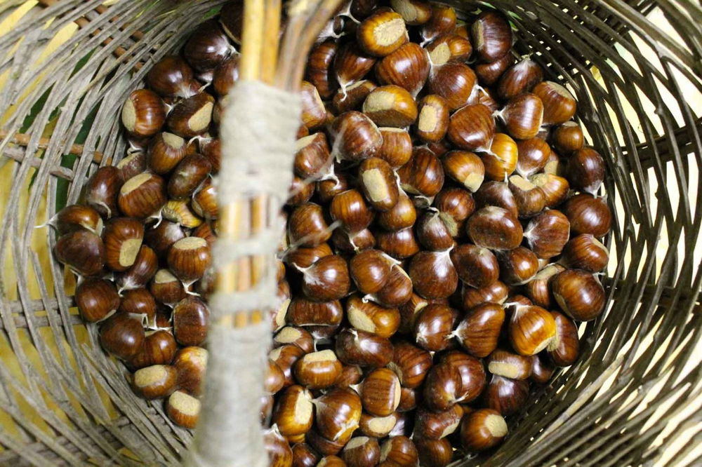 Castagne E Marroni Differenze Varieta Ricette E I Migliori Usi In Cucina
