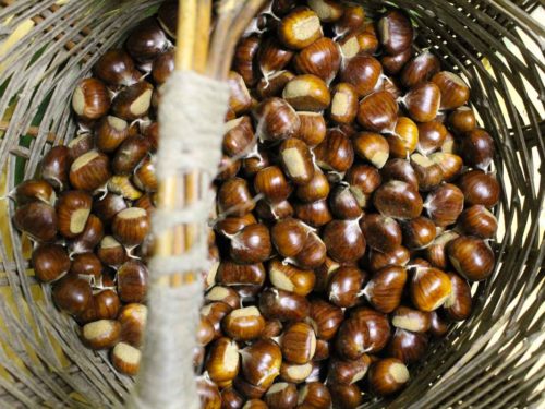 castagne