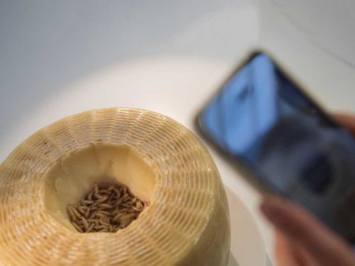 casu marzu formaggio con i vermi Sardegna foto smartphone