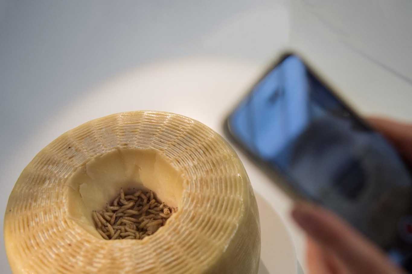 Casu marzu per i sardi il formaggio con i vermi vietato dalla legge è