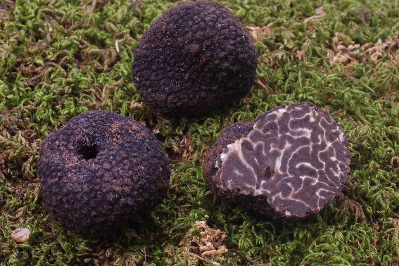 tartufo nero d’inverno di palazzolo atreide siracusa
