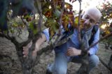 Alessandro Berselli vigna vino online