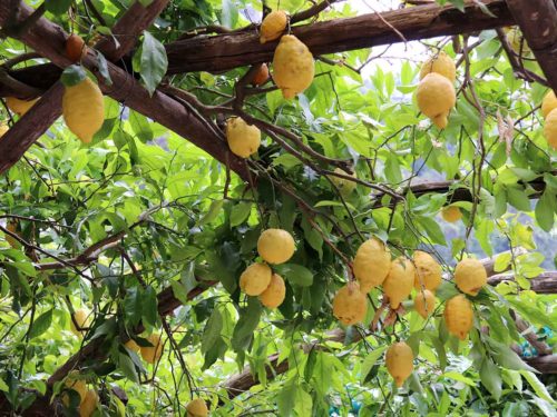 limoni di Amalfi