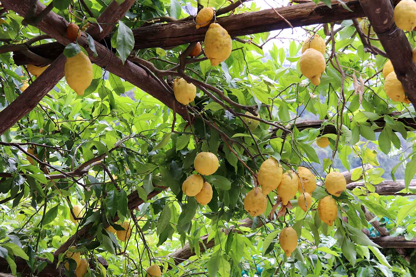 limoni di Amalfi
