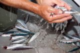 tipi di pesce di superficie: alici di menaica