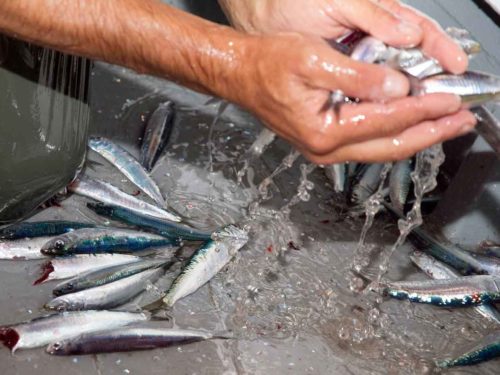 tipi di pesce di superficie: alici di menaica