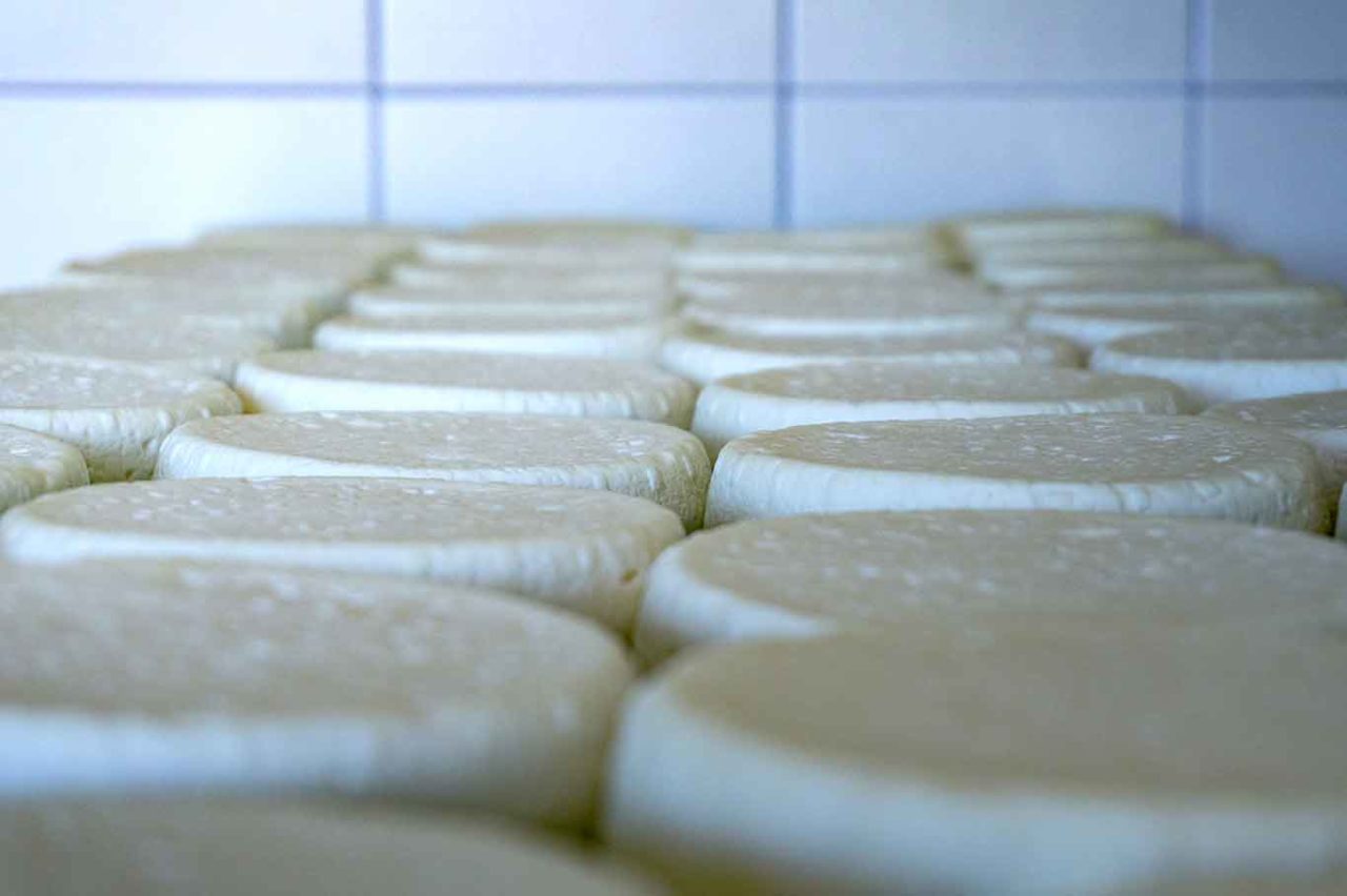 formaggio Murazzano Dop Langhe Piemonte