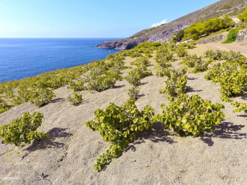 vigneti Pantelleria Donnafugata