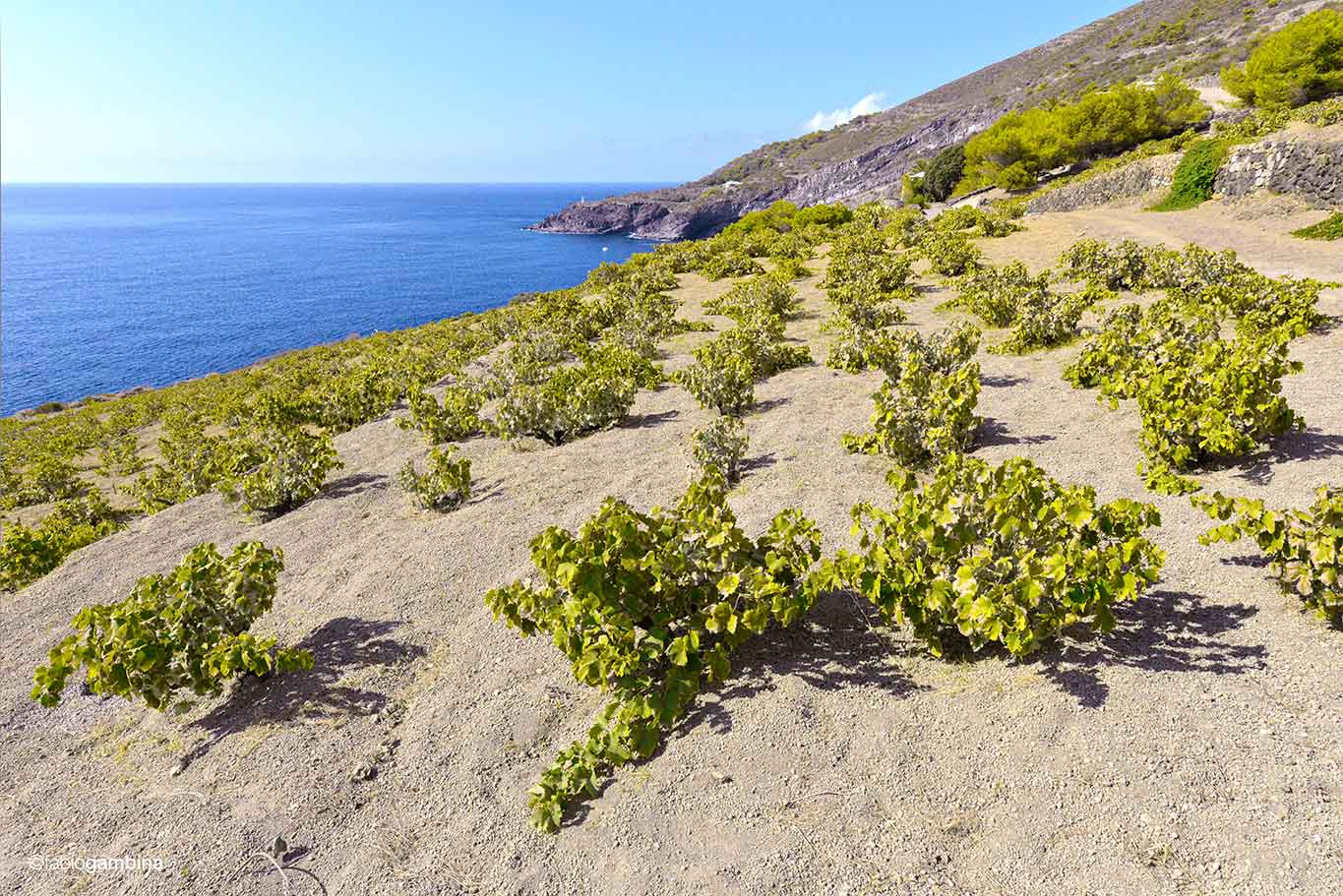 vigneti Pantelleria Donnafugata