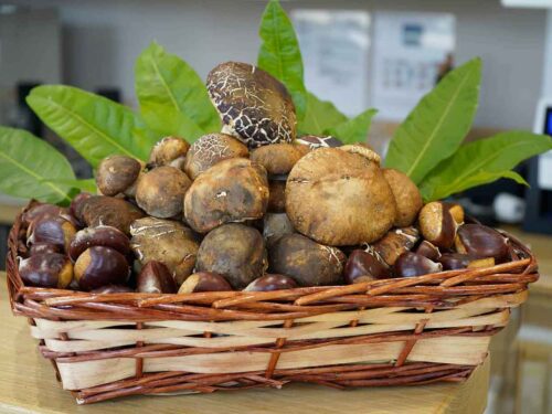 funghi in molise