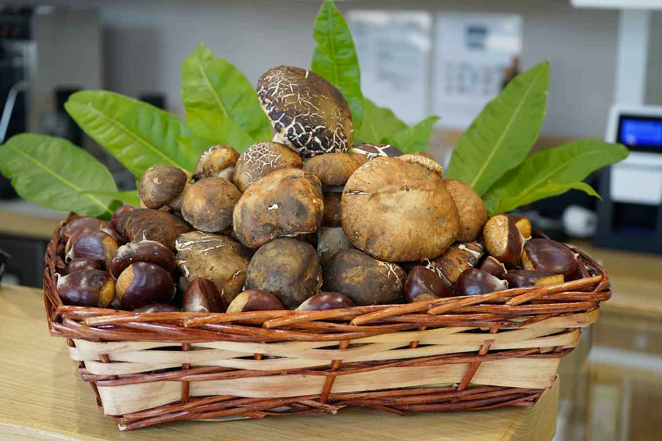 funghi in molise