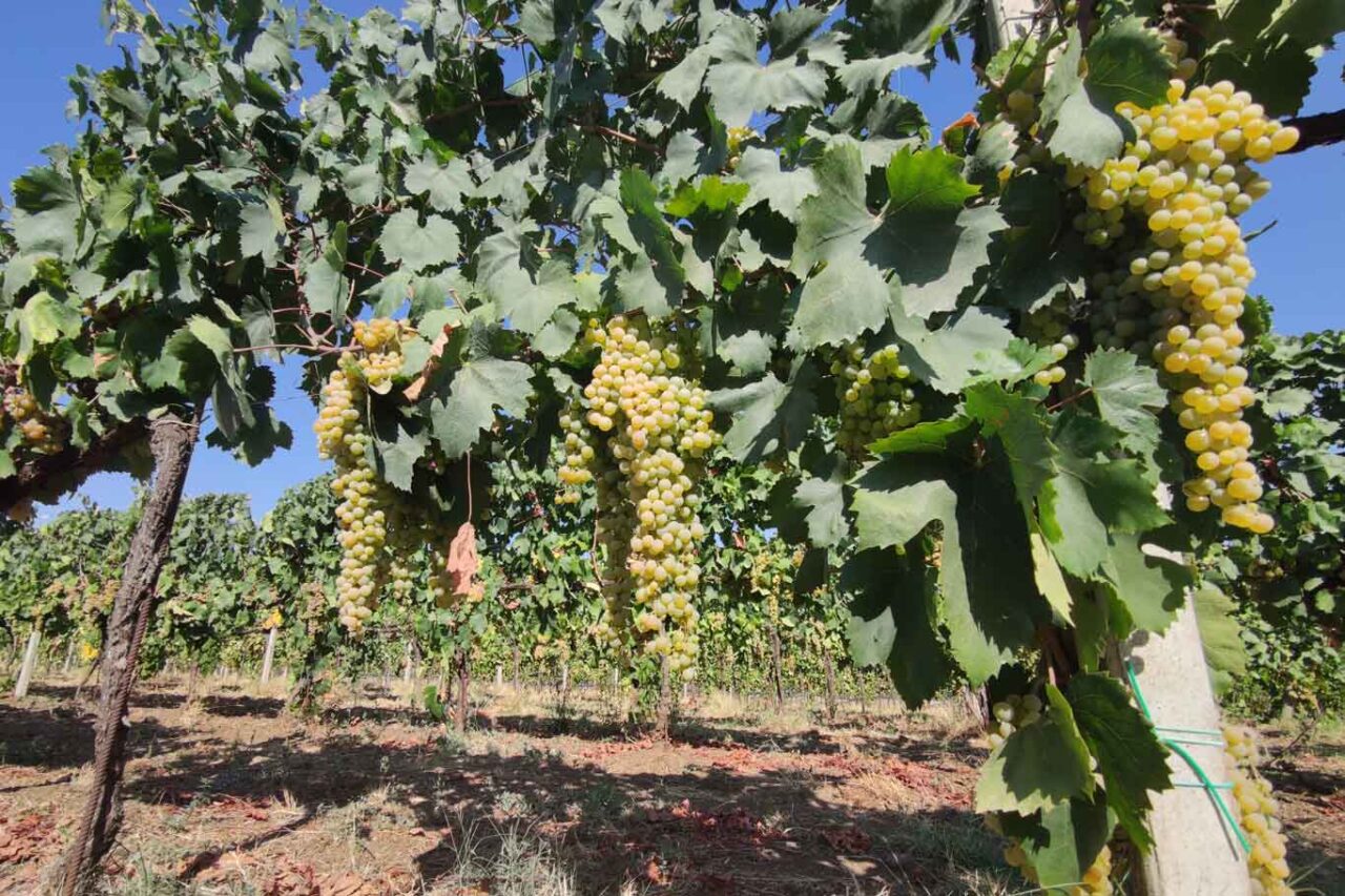 grappoli di uva bianca da vino Casale Vallechiesa
