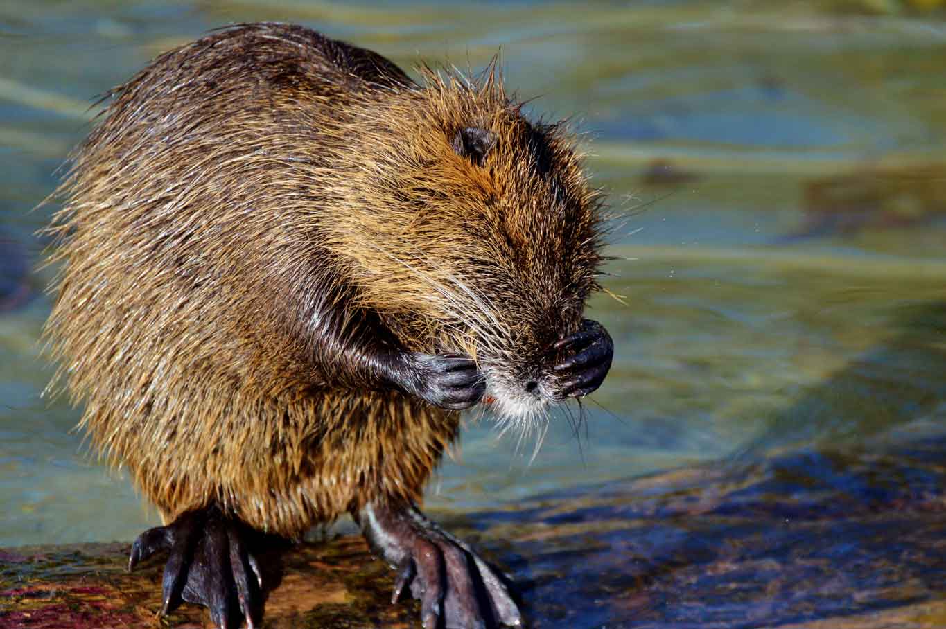 nutria ph capri23auto/pizabay