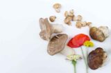 funghi