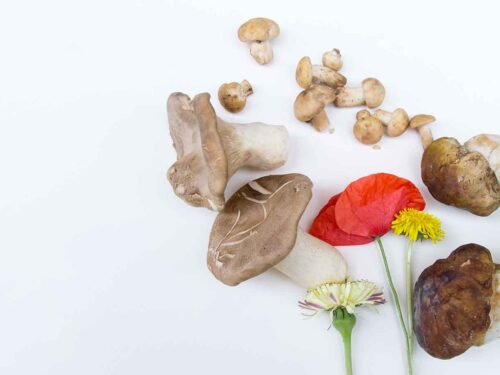 funghi