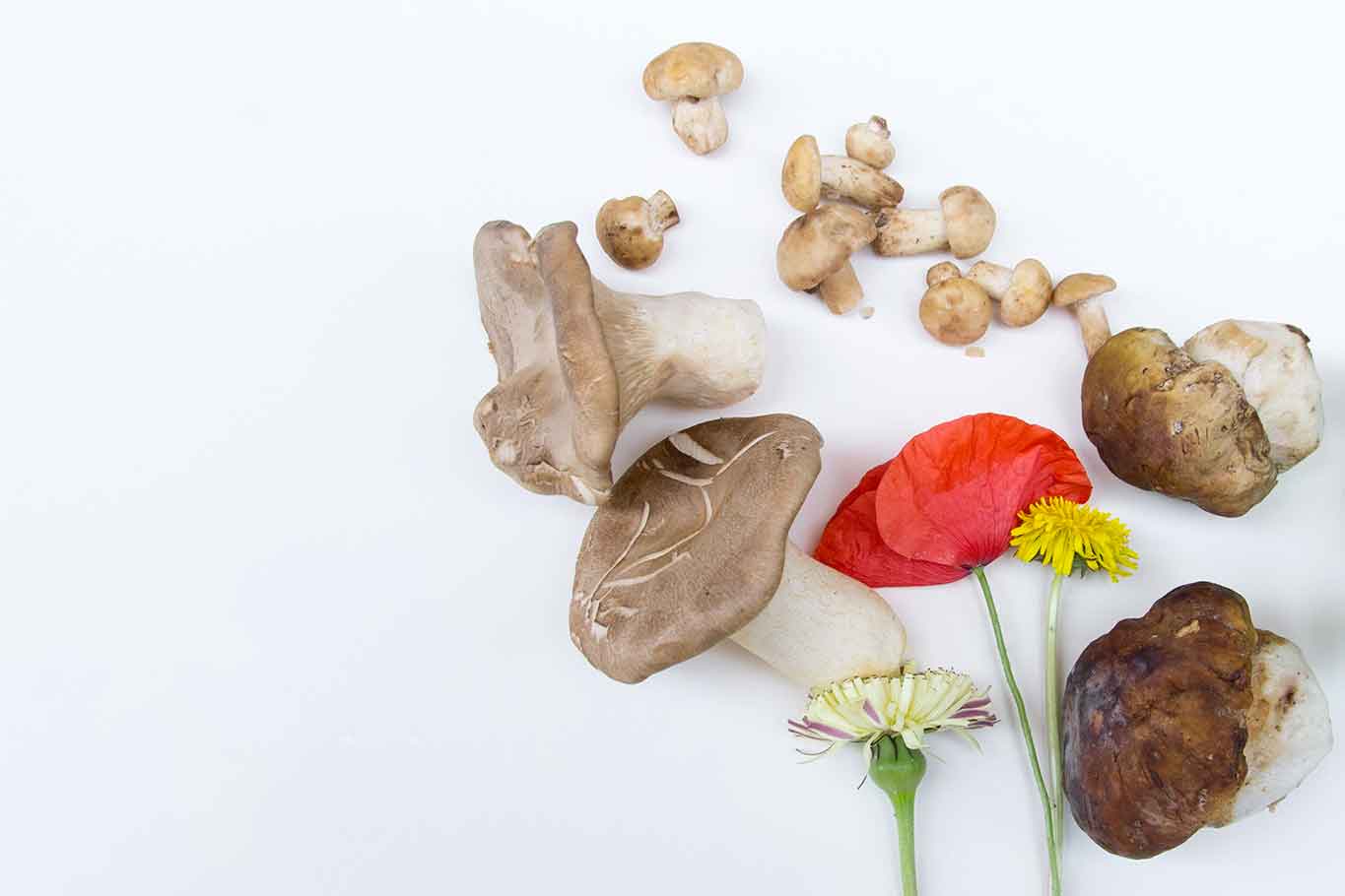 funghi