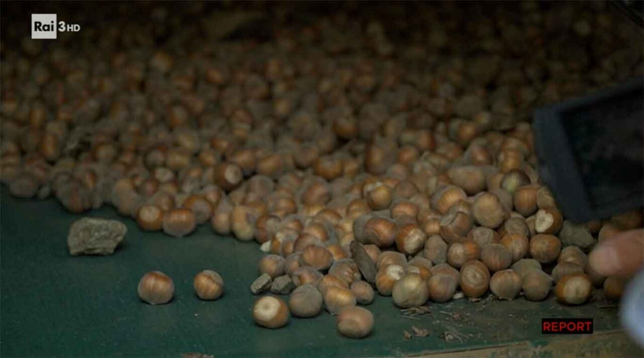 Report puntata nocciole raccolta