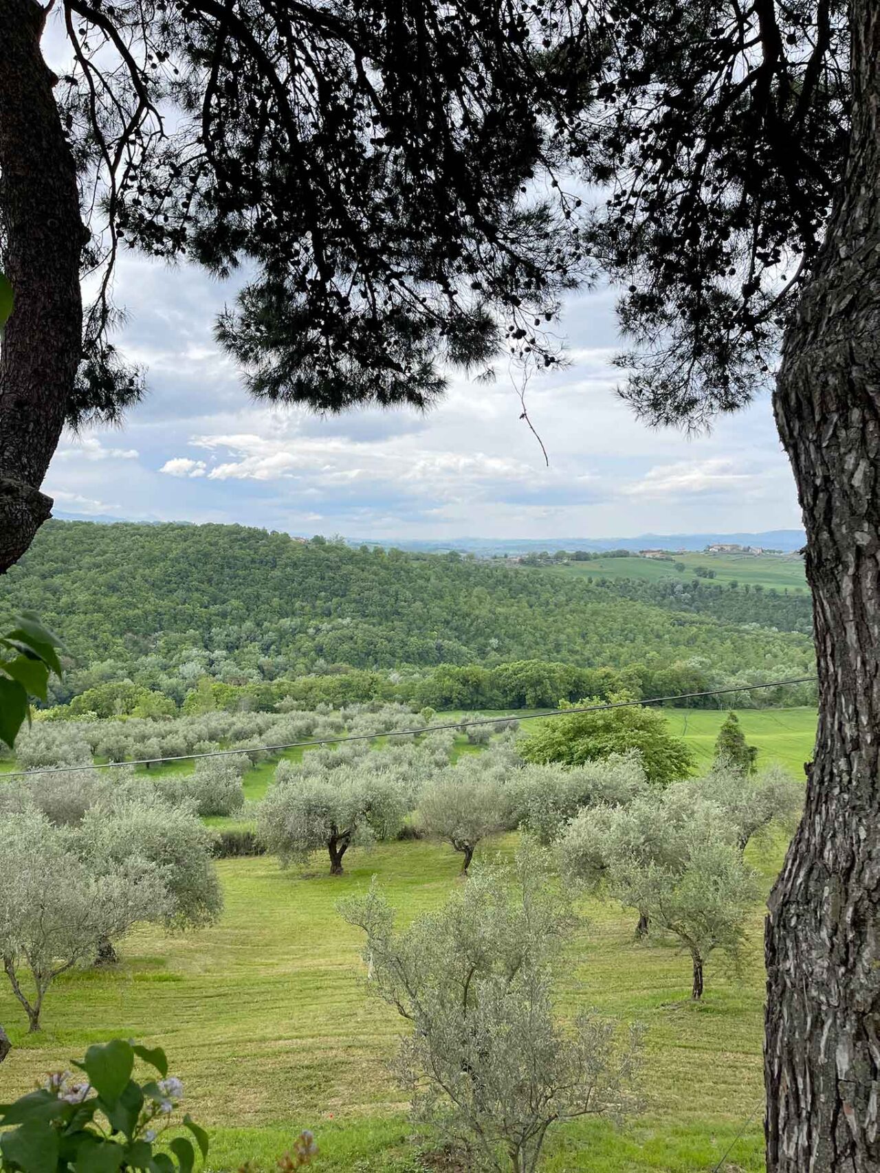 ulivi in Umbria