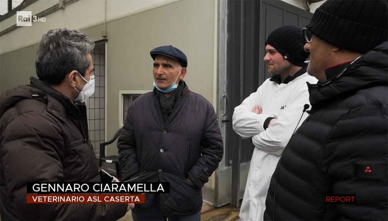 Bufale da macello Report Gennaro Ciaramella veterinario asl Caserta