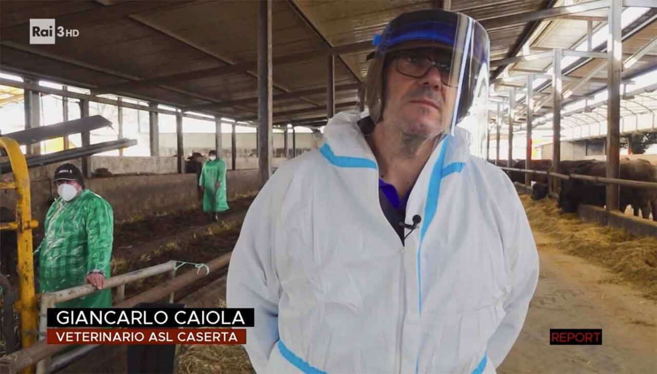 Bufale da macello Report Giancarlo Caiola veterinario