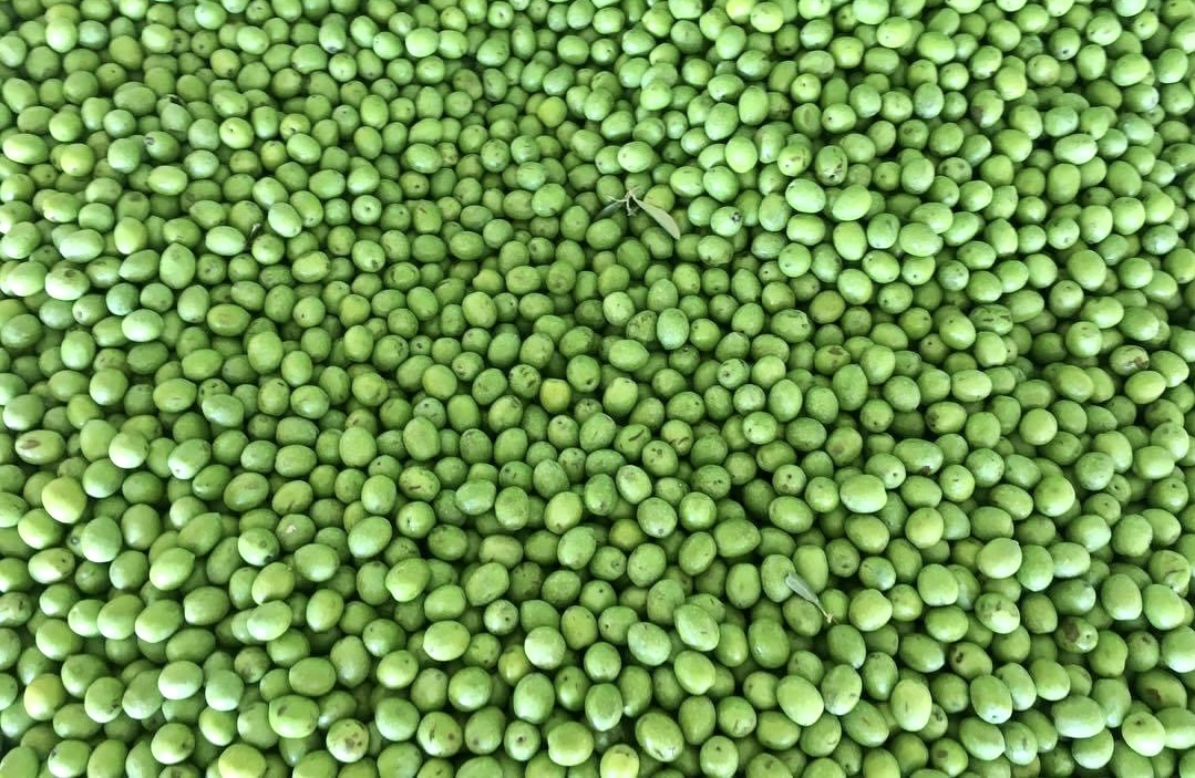 Olive Sicilia