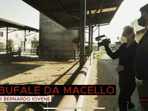 Bufale da macello per brucellosi e mozzarella di bufala