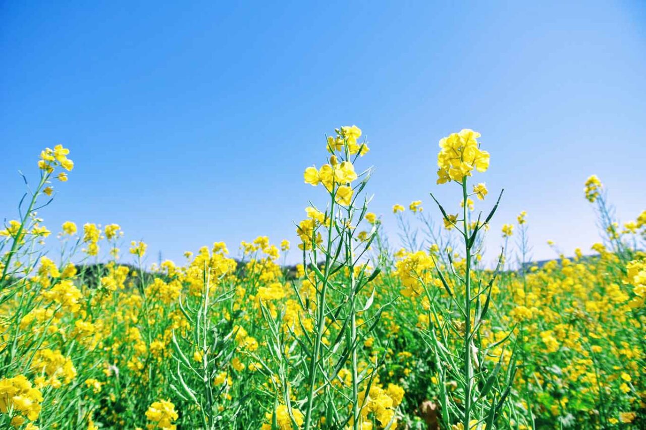 fiori piante senape ph DJnyanko / Pixabay