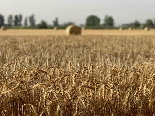 Capodanno del Mugnaio grano nostrum Don Carmine